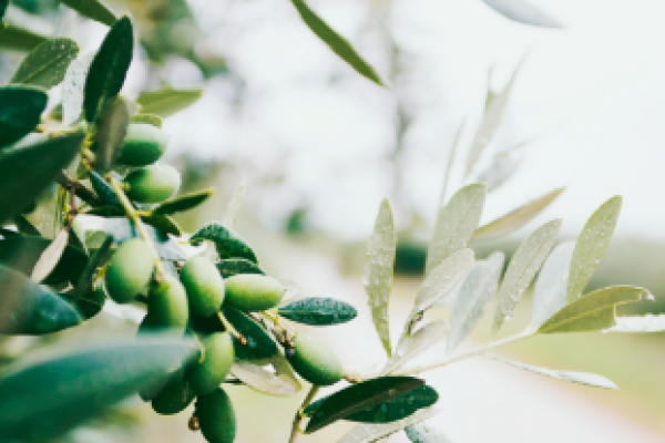 nazar-hrabovyi-lIuxlN0zSjs-unsplash