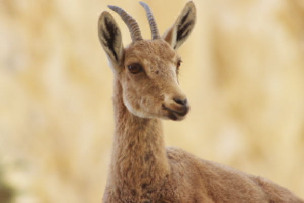 ross-cohen-St05qLOgVVU-unsplash